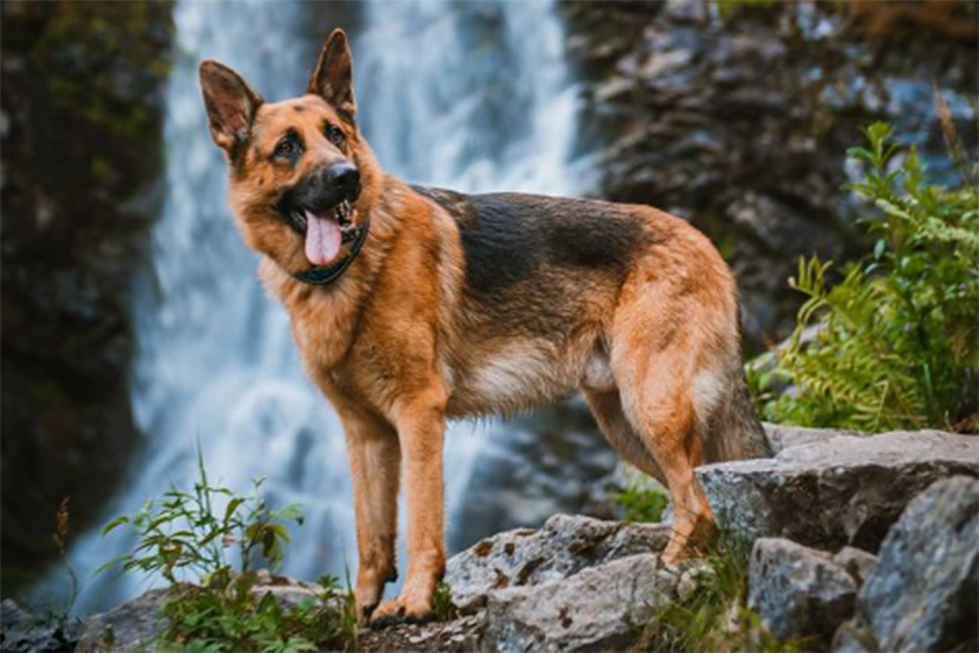 Alman Kurdu Cinsi Köpek Genel Özellikleri Nelerdir?