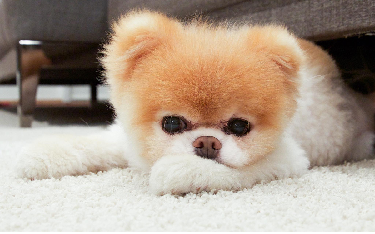 Pomeranian Boo Cinsi Köpeğin Özellikleri ve Bakımı