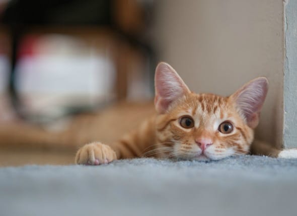 Kedilerde Pati Şişmesi Nedenleri ve Tedavi Seçenekleri Nelerdir ?