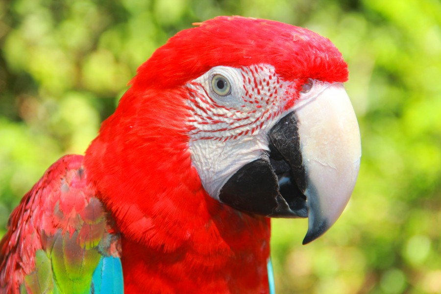 Kırmızı Macaw (Ara) Papağanı Hakkında Genel Bilgi
