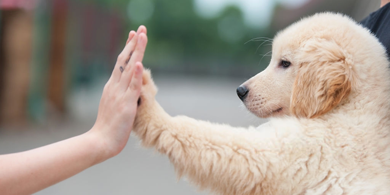 Köpeklerde Görülen Deri Hastalıkları Nelerdir?