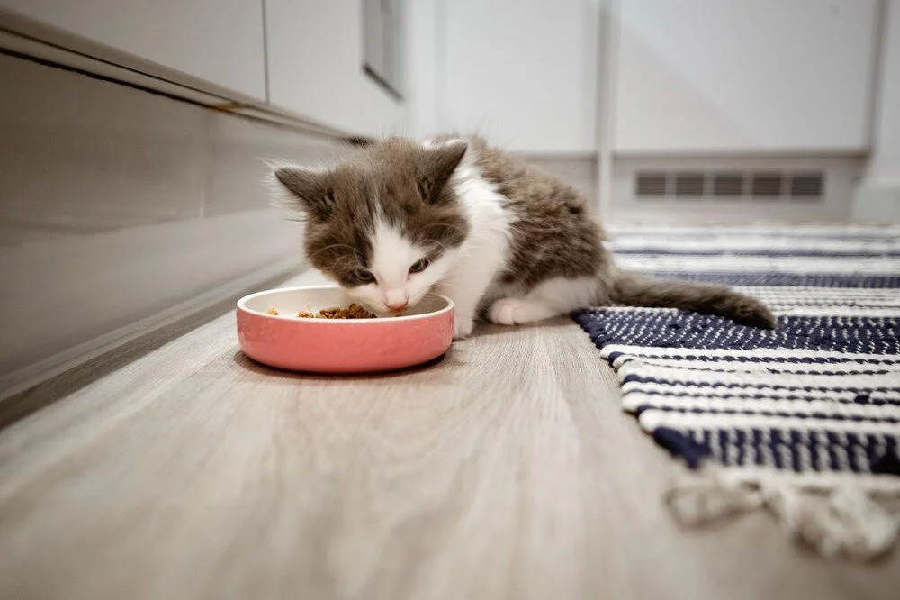 Ev İçerisinde Kedi Beslemenin Faydaları Nelerdir?