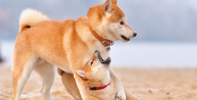 Ainu Cinsi Köpek Özellikleri ve Bakımı