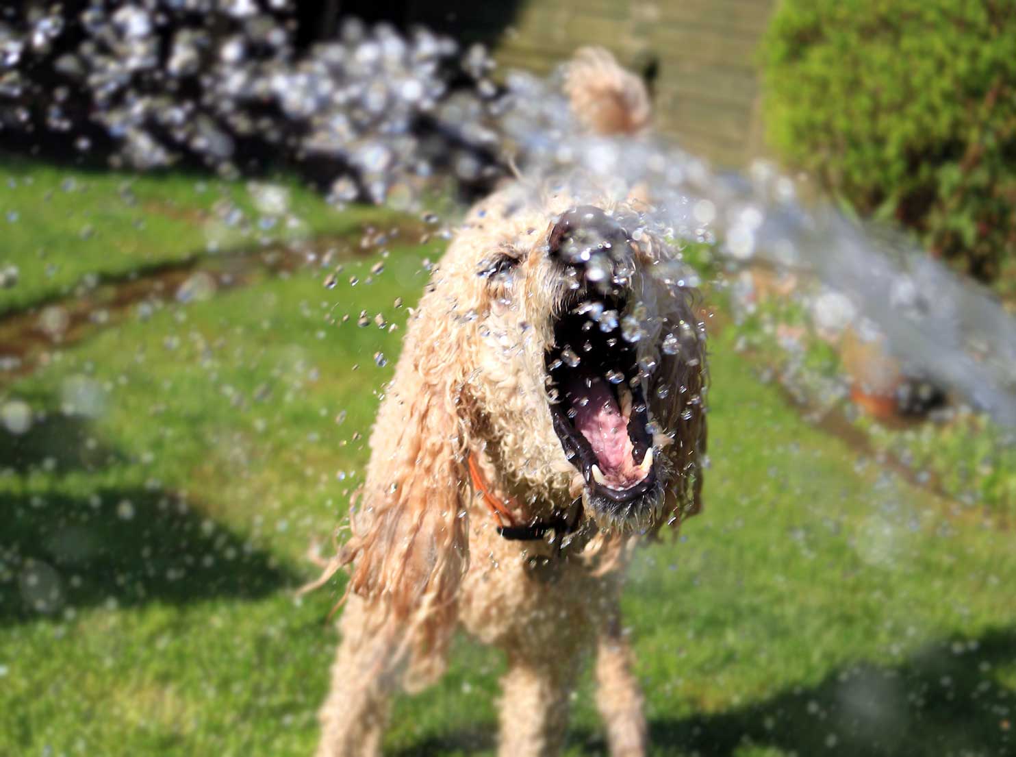Köpeklerin Su Tüketiminin Sağlıklarına Olumlu Etkisi