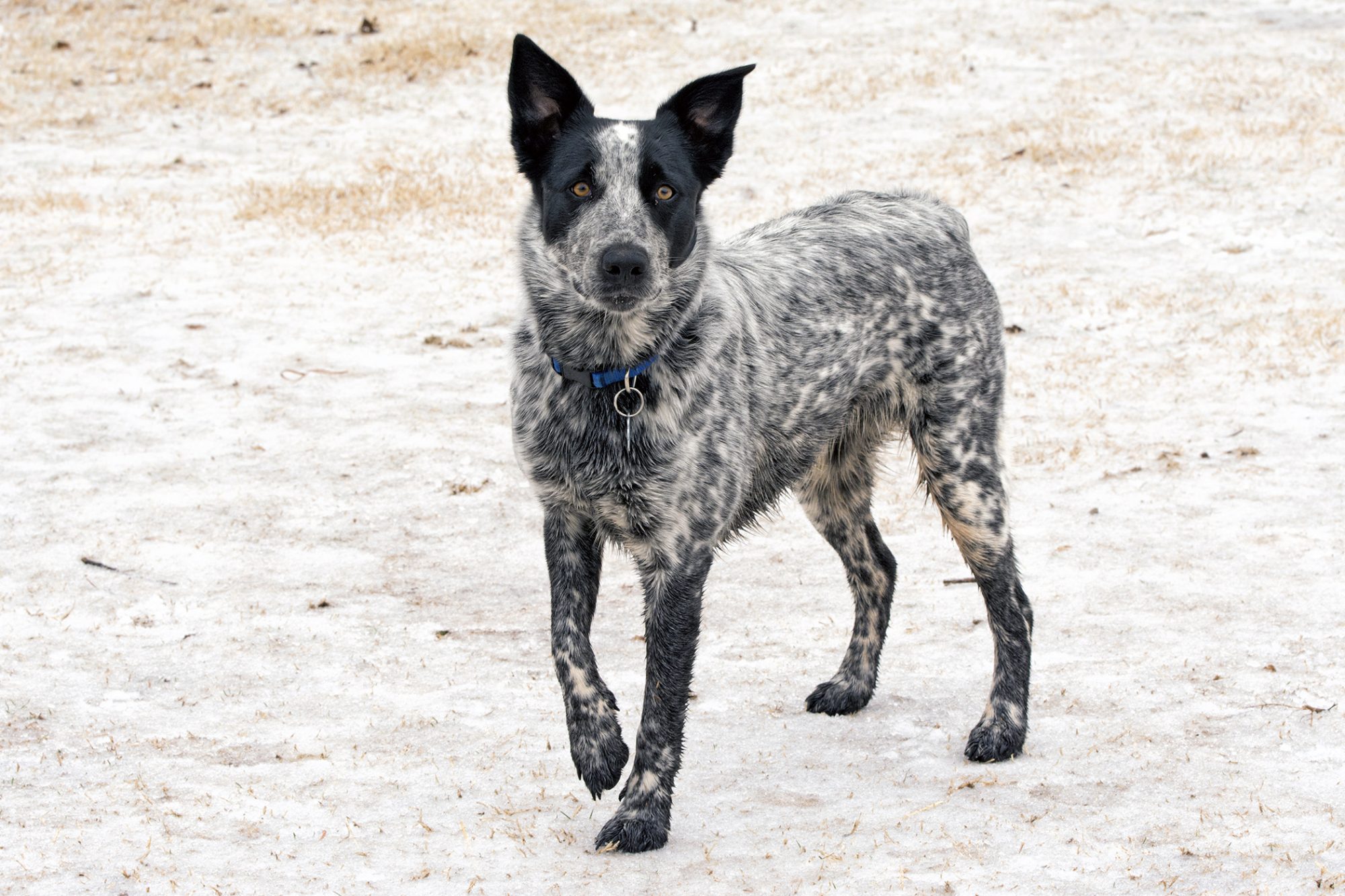 Texas Heeler Cinsi Köpek Özellikleri ve Bakımı