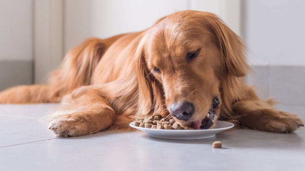 Köpek Maması Seçerken Dikkat Edilmesi Gereken Konular