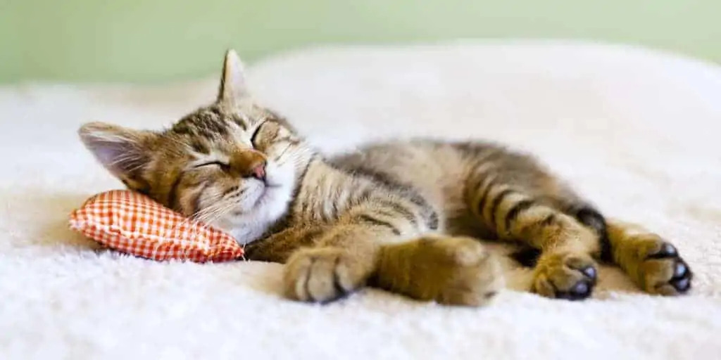 Kedilerin Uyuması İçin Ne Yapılmalıdır?