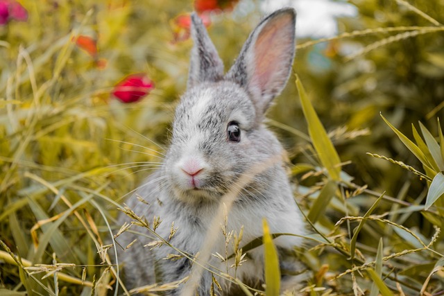 Tavşan Temizliği Nasıl Yapılır ? Tavşanlar Yıkanmalımıdır ?