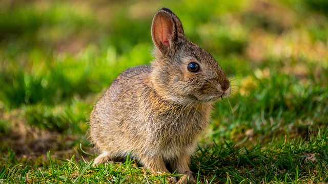 Tavşanlar Ne İle Beslenir? Neler Yedirilmesi Gereklidir ?