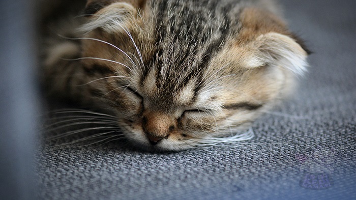 Kedim Rüya Görüyor mu? REM Uykusu Nedir?