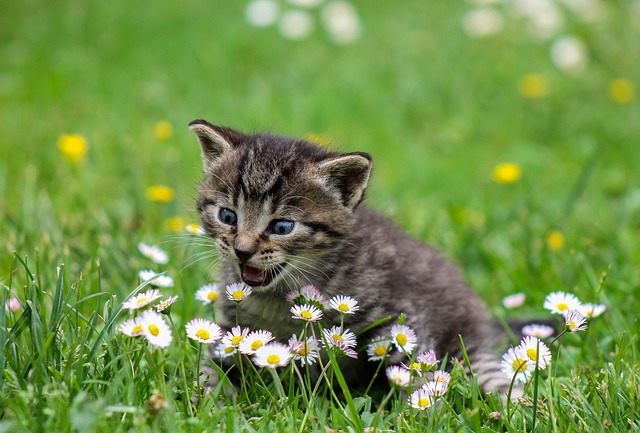 Kedi Nanesi: Özellikleri ve Faydaları Nelerdir?