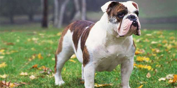 İngiliz Bulldog Cinsi Köpek Özellikleri ve Bakımı