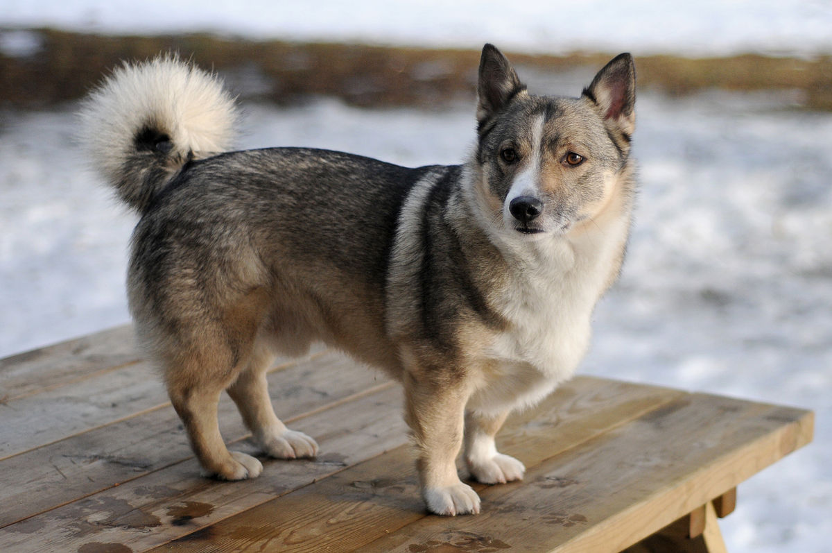 Swedish Vallhound Köpek Irkı Özellikleri ve Bakımı