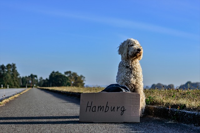 Evcil Hayvanınızla Seyahat Ederken Dikkat Edilmesi Gerekenler ve İpuçları
