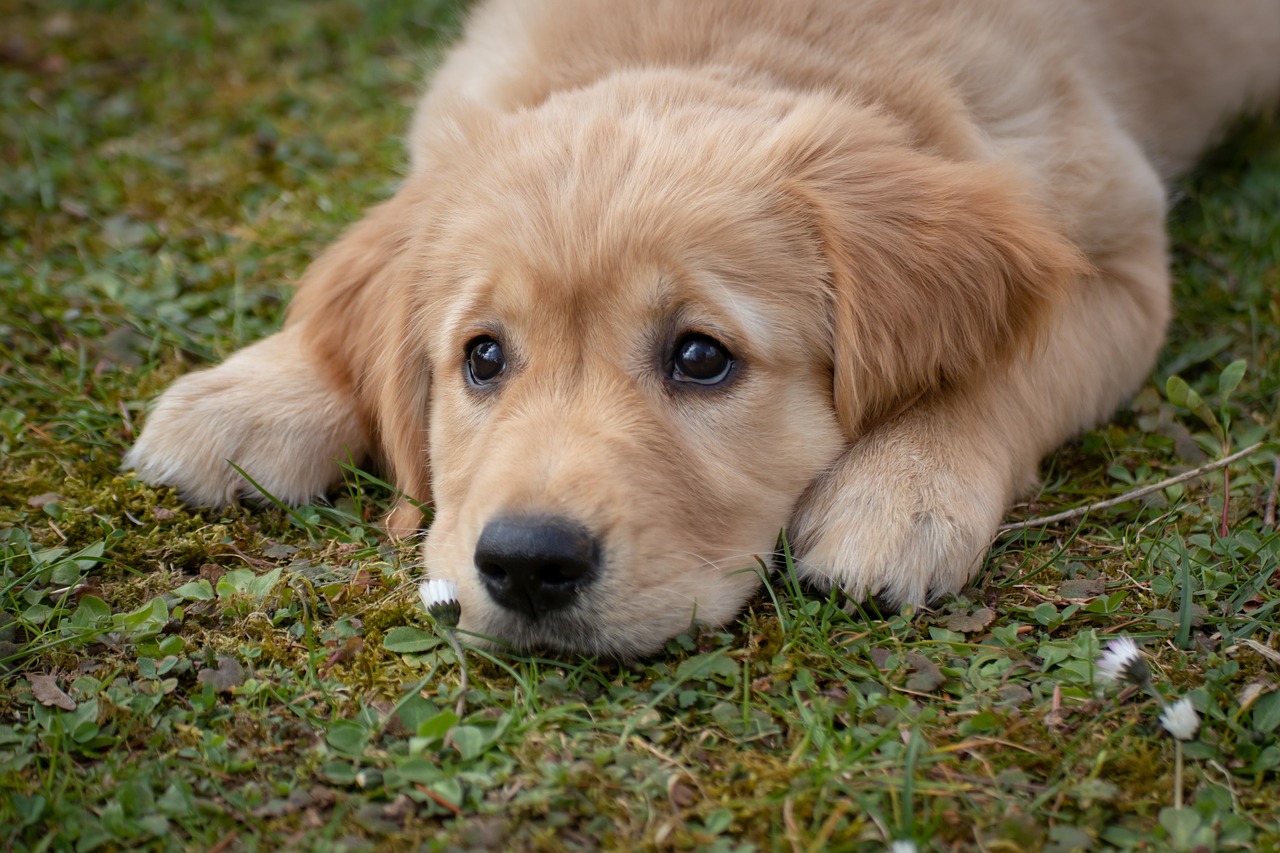 Köpeklerde Kaşıntı Sebepleri ve Hakkında Bilgi