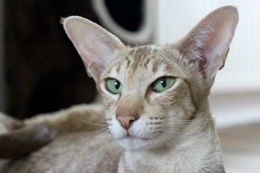 Oriental Shorthair Cinsi Kedi Özellikleri ve Bakımı