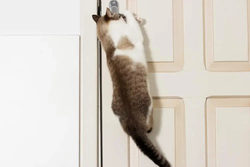 Kapalı Kapılar Kediler İçin Neden Gizemlidir?