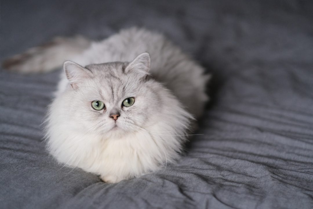 Как выглядит кот шиншилла