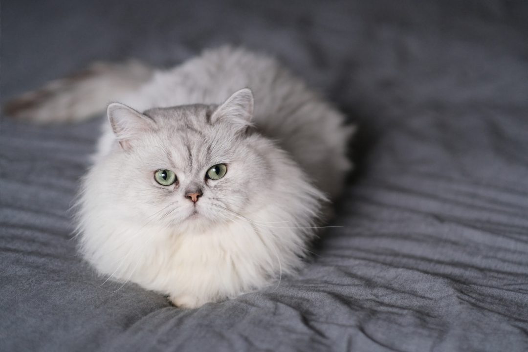 Chinchilla Cinsi Kedi Özellikleri ve Bakımı