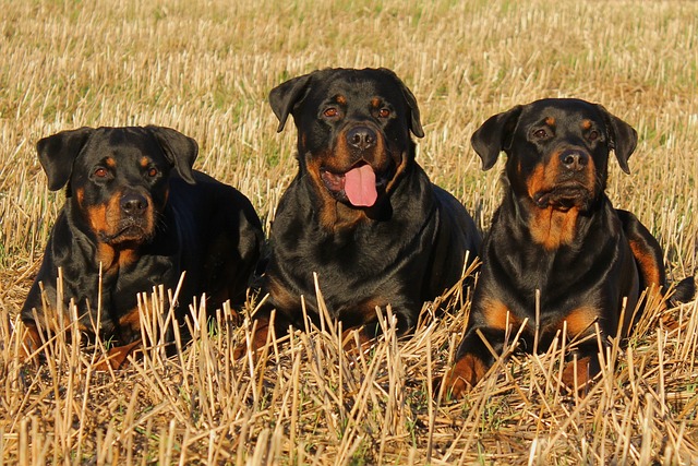 Rottweiler Köpeklerinin Özellikleri ve Bakımı Nelerdir ?