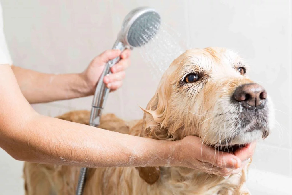 Köpekler Banyo Yapmaktan Hoşlanır mı?