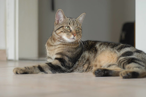 Brazilian Shorthair Cinsi Kedi Özellikleri ve Bakımı