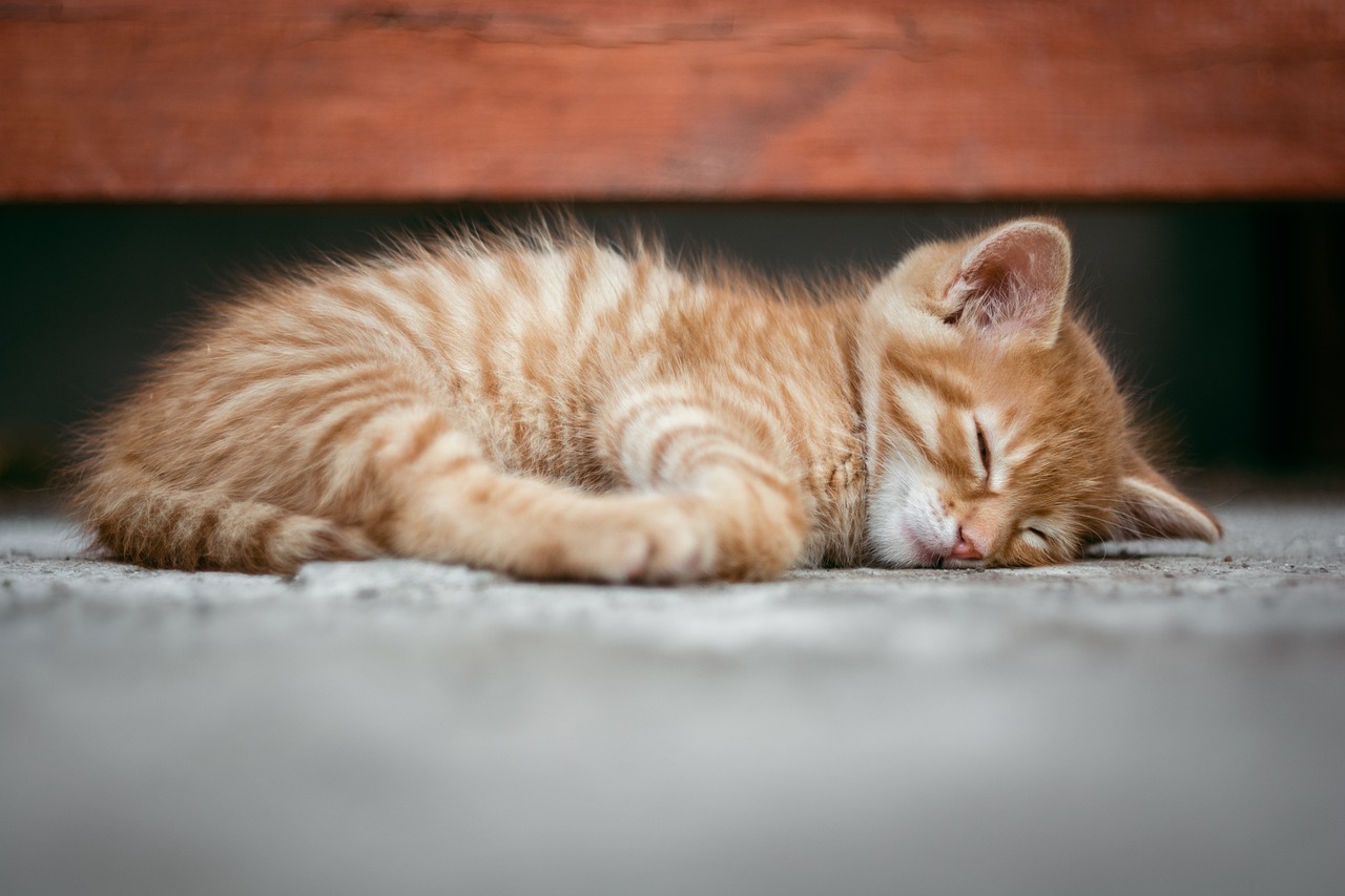Kediler Uyku Sırasında Neden Titrer?