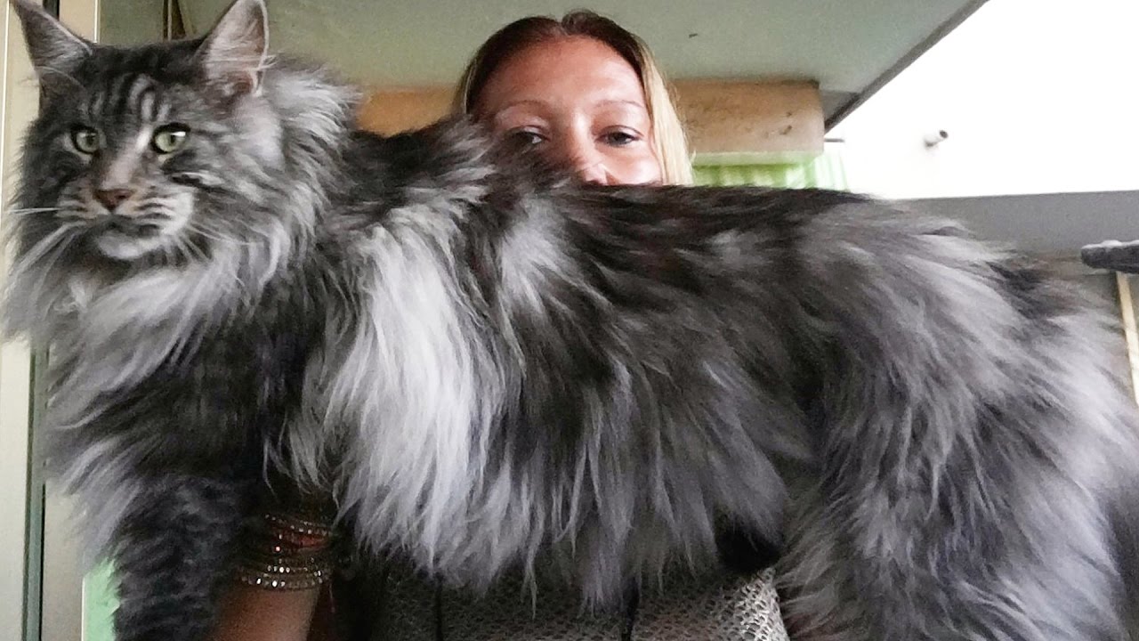 Uzun Tüylü Kedilerin Bakımında Yer Alan Püf Noktalar