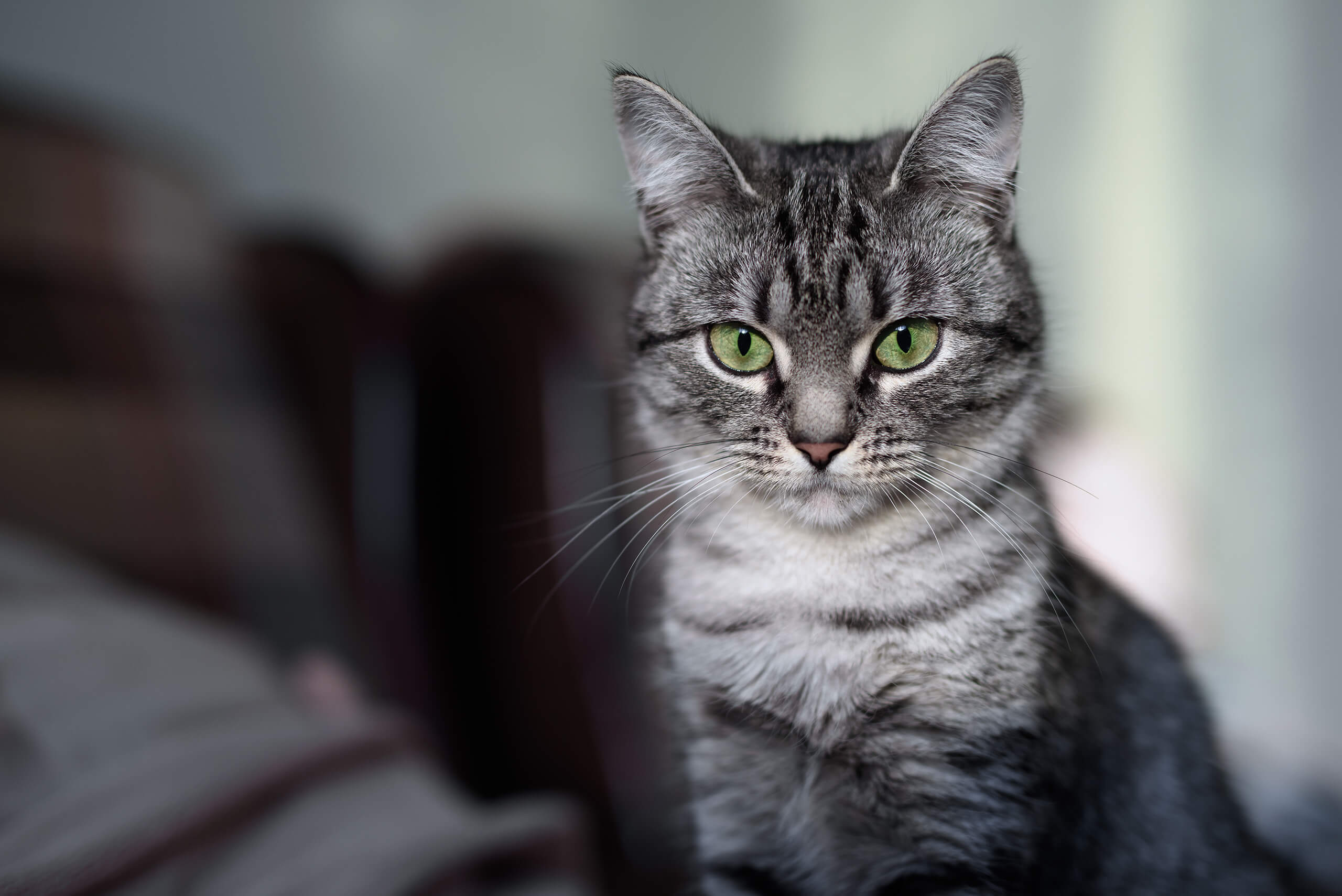 Amerikan Shorthair Cinsi Kedi Özellikleri ve Bakımı