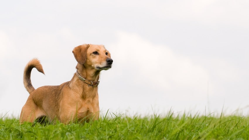 Köpeklerde Kuyruk Sallama Çeşitleri Nelerdir?