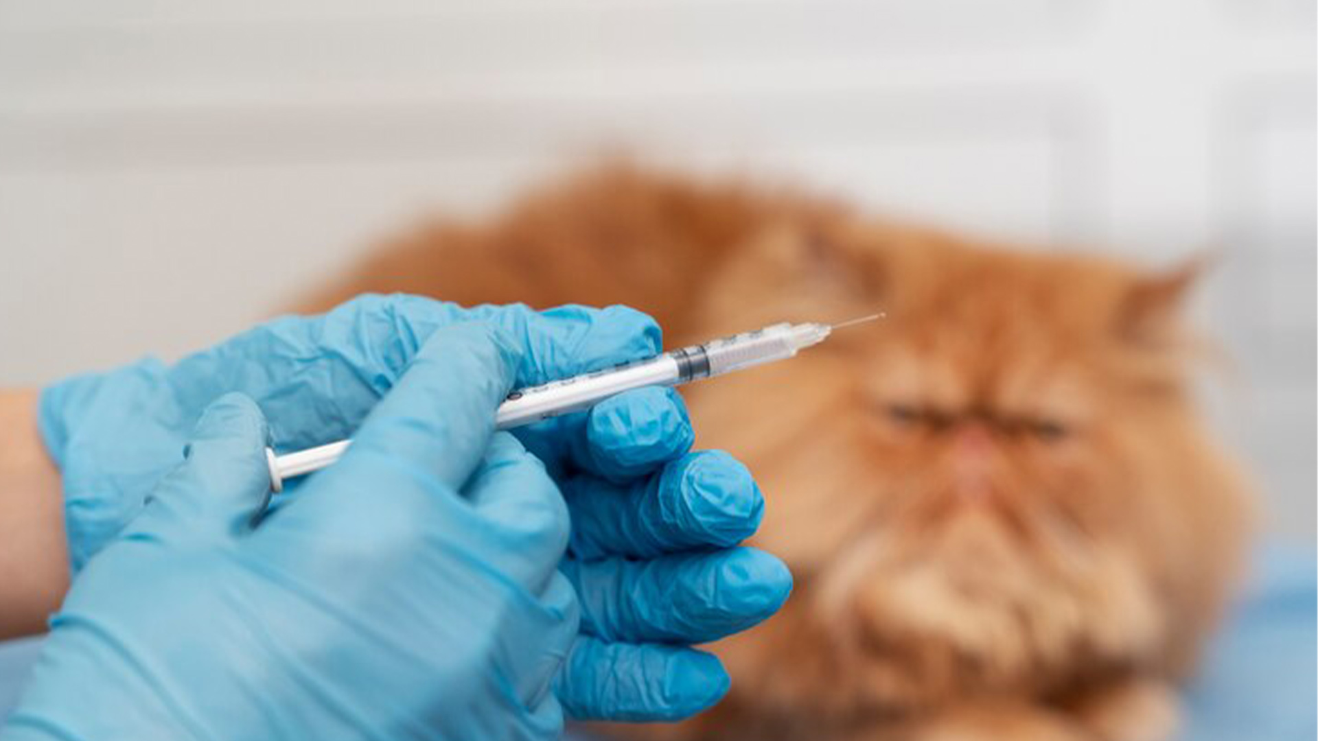 Kedilere Hangi Aşılar Yaptırılmalıdır?