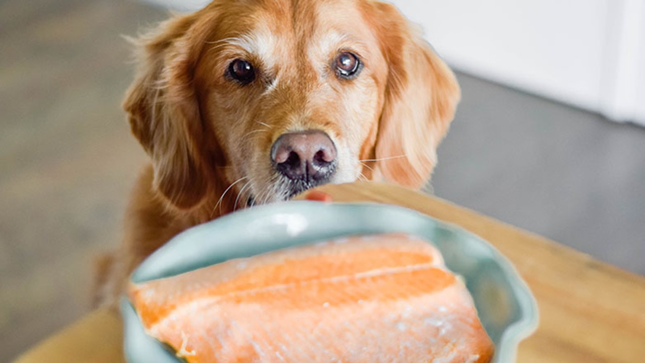 Köpekler İçin Yararlı Gıdalar Nelerdir?