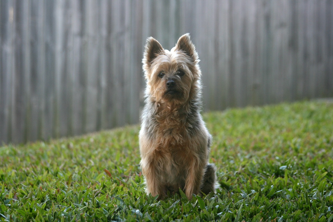 Silky Terrier Cinsi Köpek Özellikleri ve Bakımı