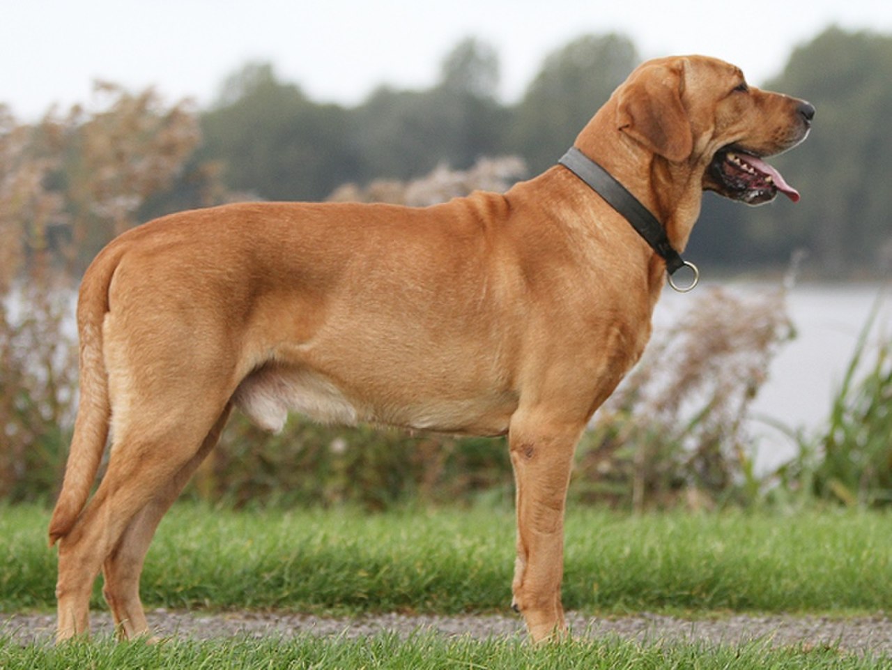 Broholmer Köpek Irkı Özellikleri ve Bakımı