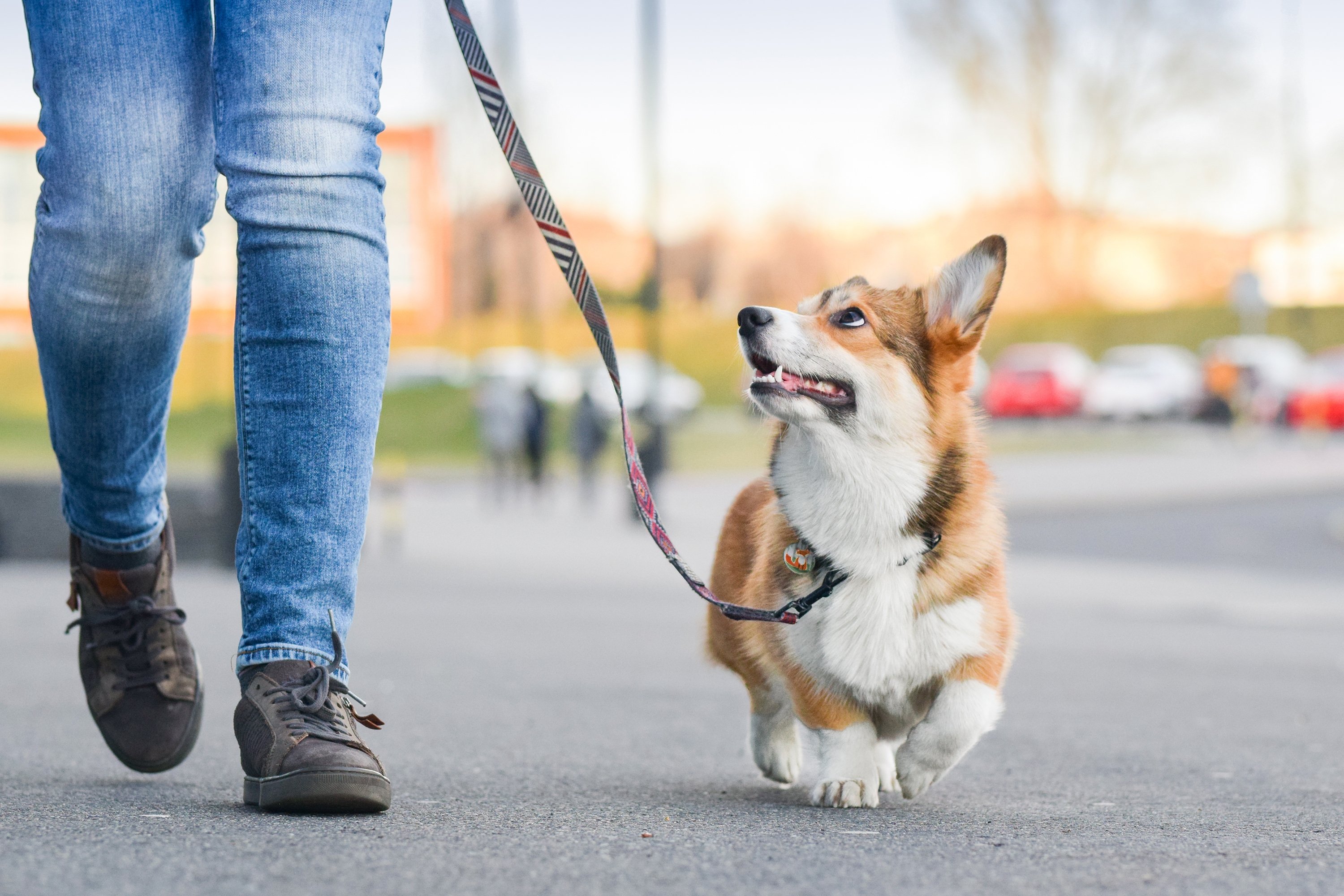 Walking the dog