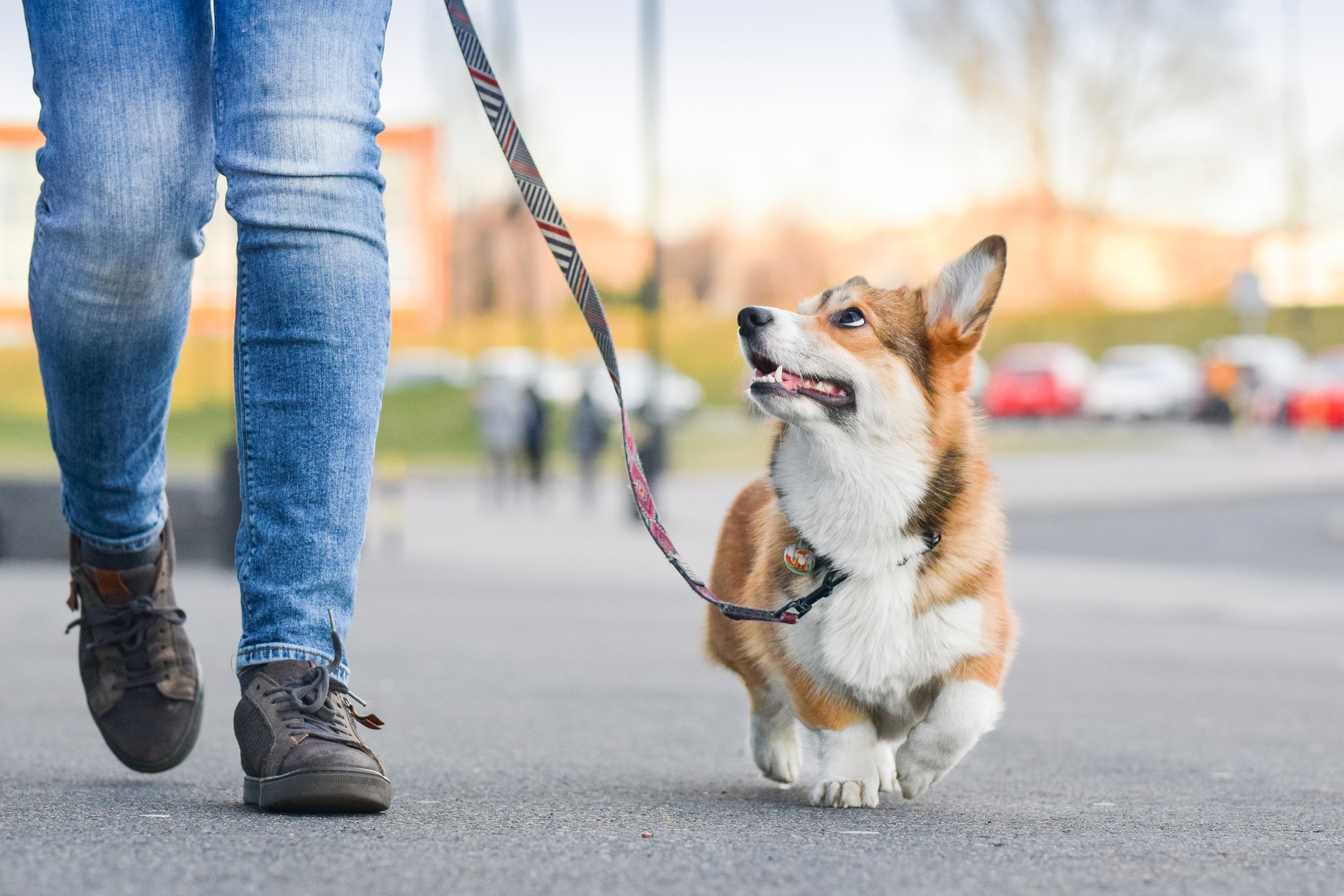 Köpekler Niçin Gezmeye Çıkmak İster?