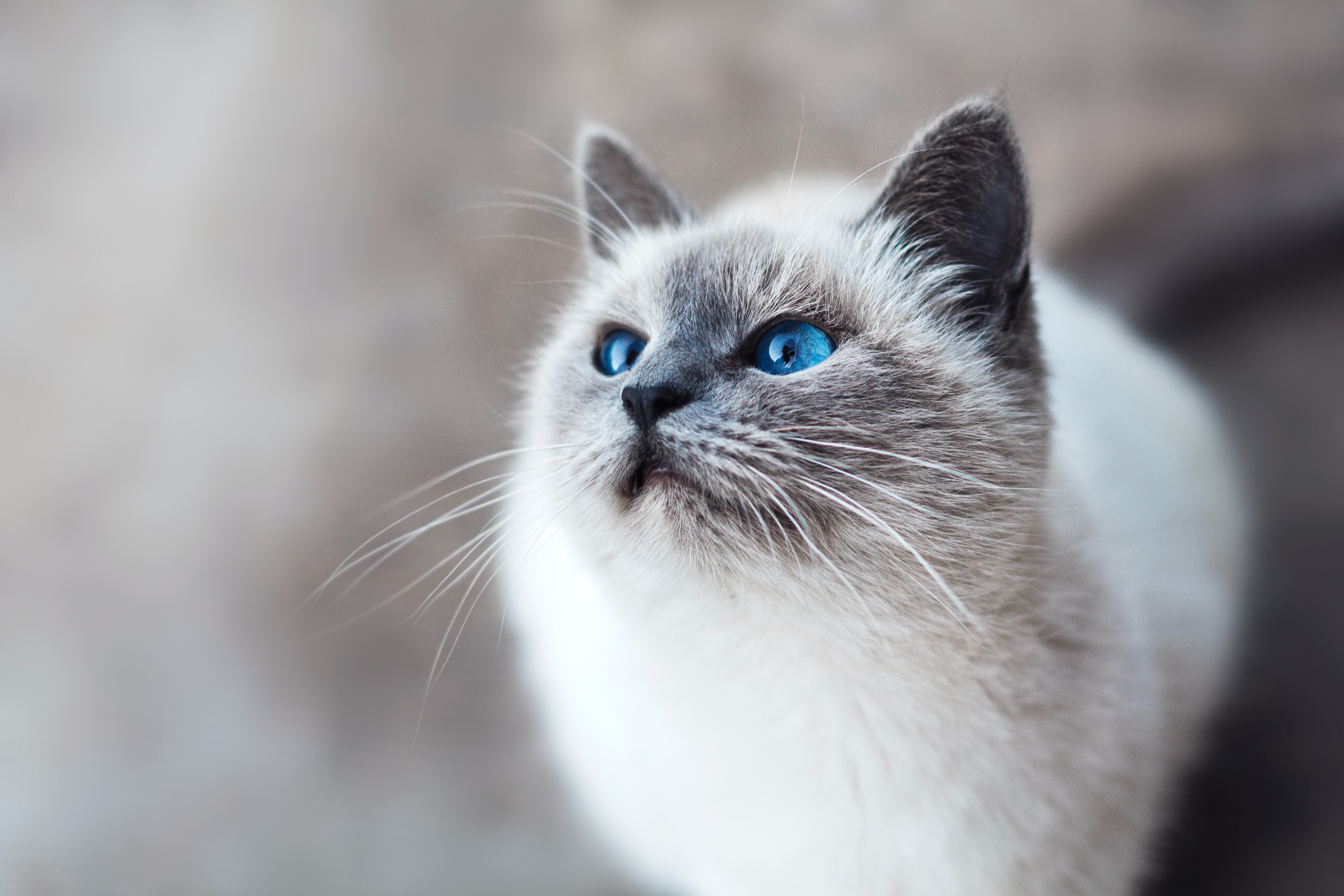 Kedilerde Göz Sulanması Neden Oluşur?