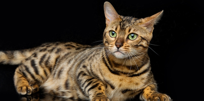 Bengal Kedi Cinsi Özellikleri ve Hakkında Bilgi