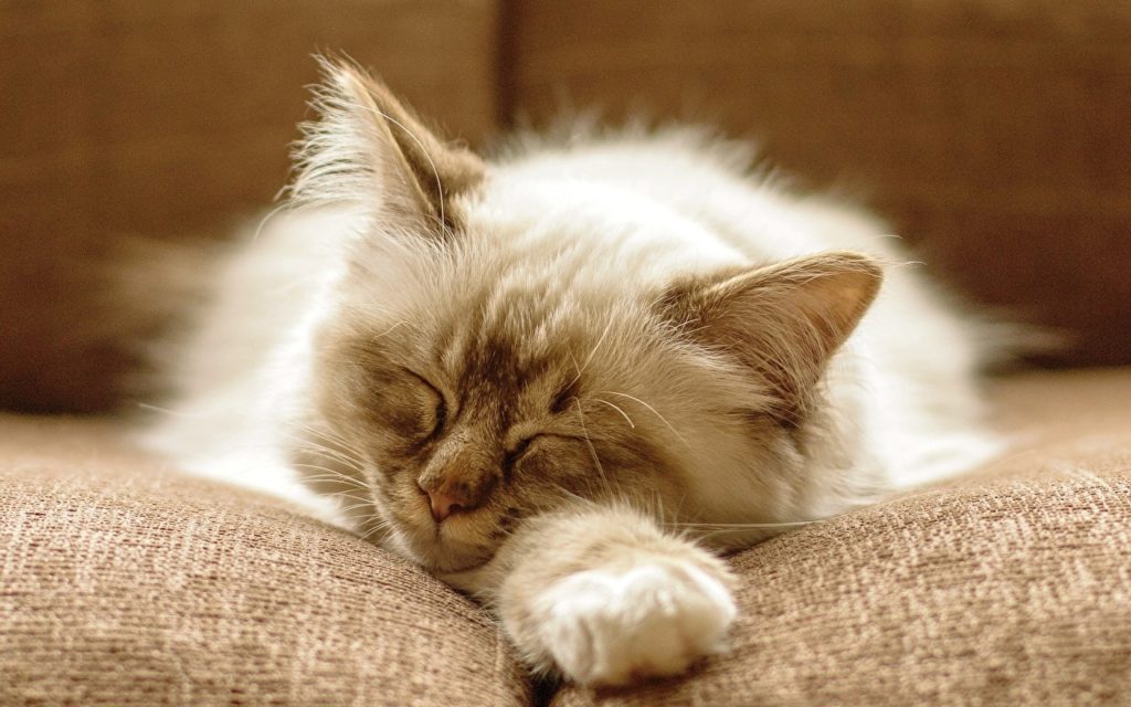 Kediler Neden Sürekli Uyur? Kedilerde Sürekli Uyumanın Sebepleri Nelerdir?
