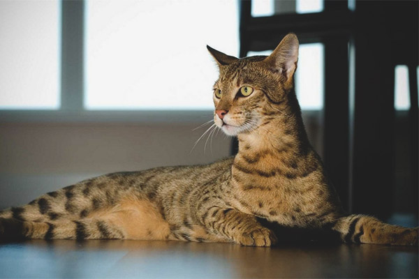 Ashera Cinsi Kedi Özellikleri ve Bakımı