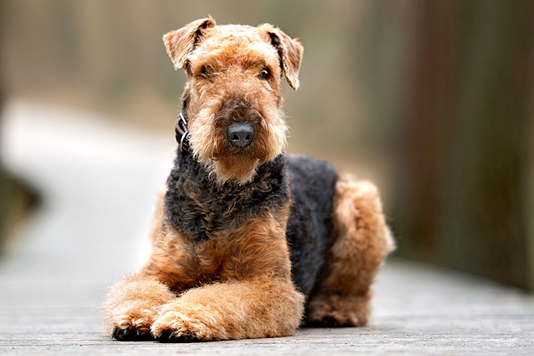 Airedale Terrier Cinsi Köpek Özellikleri ve Bakımı