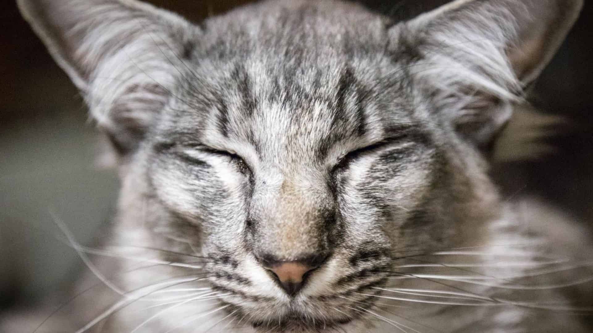 Oriental Longhair Cinsi Kedi Hakkında Bilgi