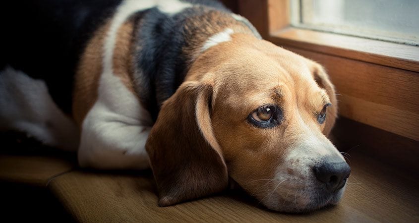 Köpekler Yas Tutar mı? Köpeklerde Davranış Değişiklikleri