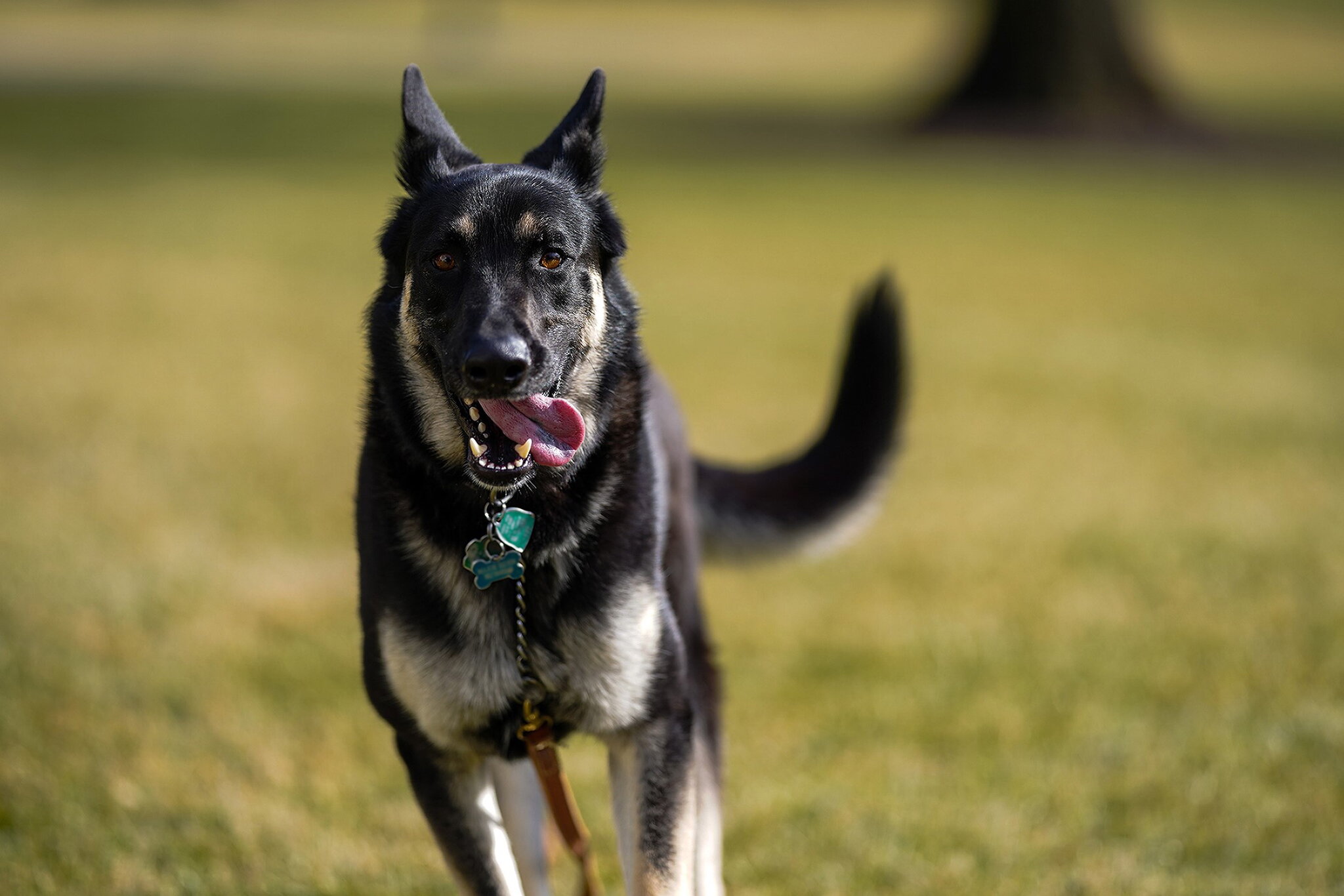 Köpeklerde Ayrılık Kaygısı Sorunu ve Çözümü