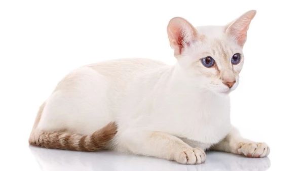 Colorpoint Shorthair Cinsi Kedi Özellikleri ve Bakımı