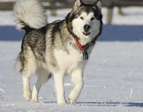Alaska Kurdu Cinsi Köpek Özellikleri ve Bakımı