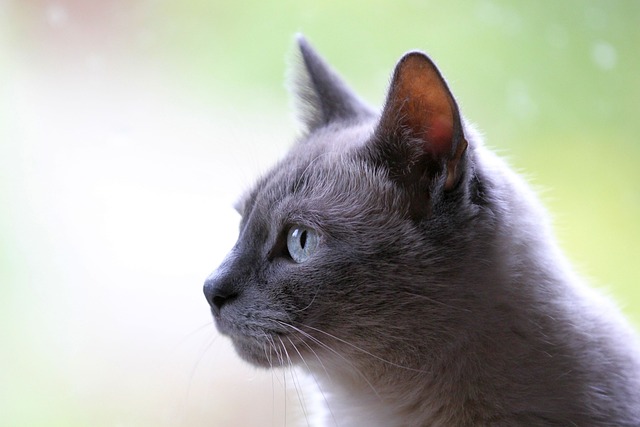Scottish Fold Kedilerinde Sık Görülen Genetik Hastalıklar Nelerdir ?