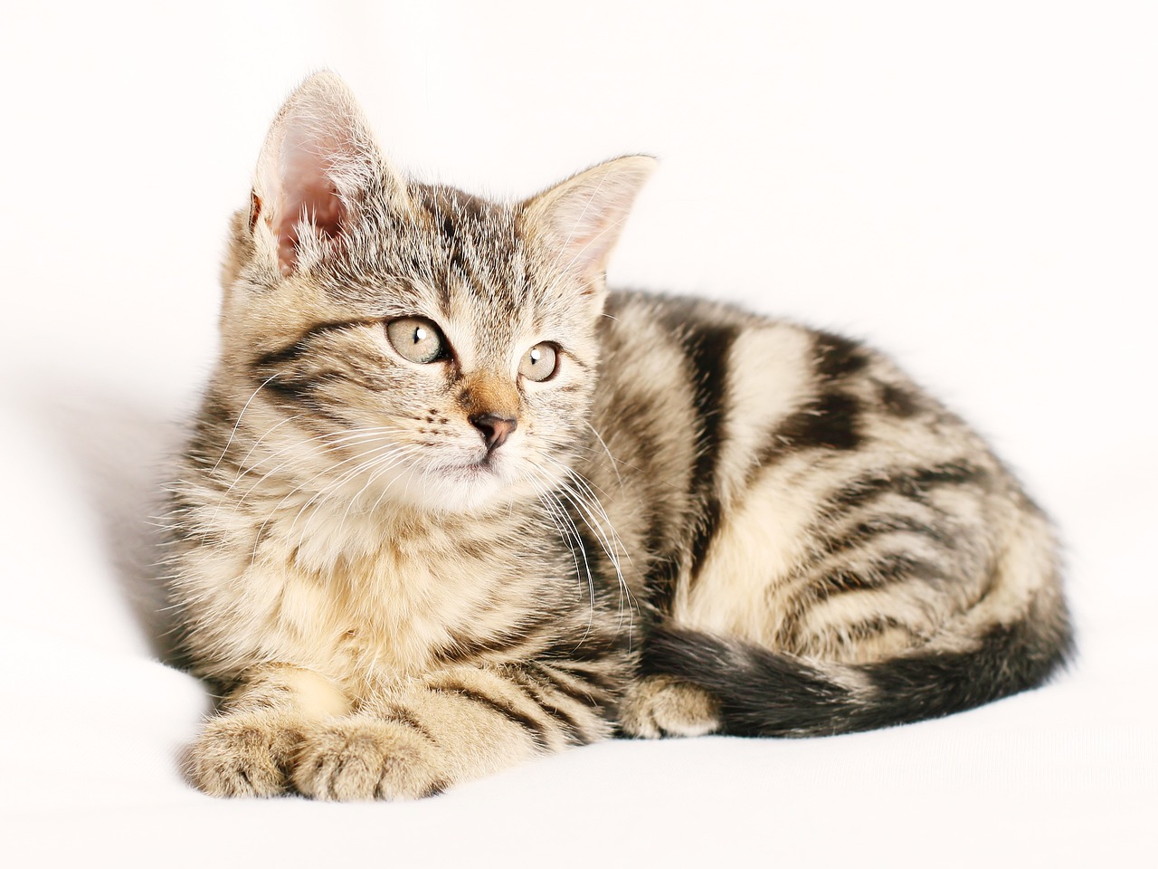 Kedilerde Uyuz Hastalığı ve Belirtileri Nelerdir?