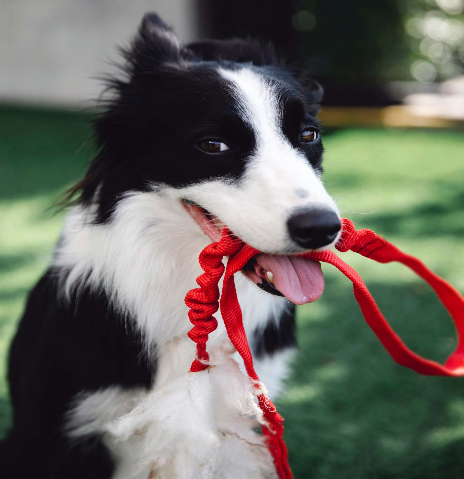 Köpeğinizi Tasma Kullanılmasına Alıştırma