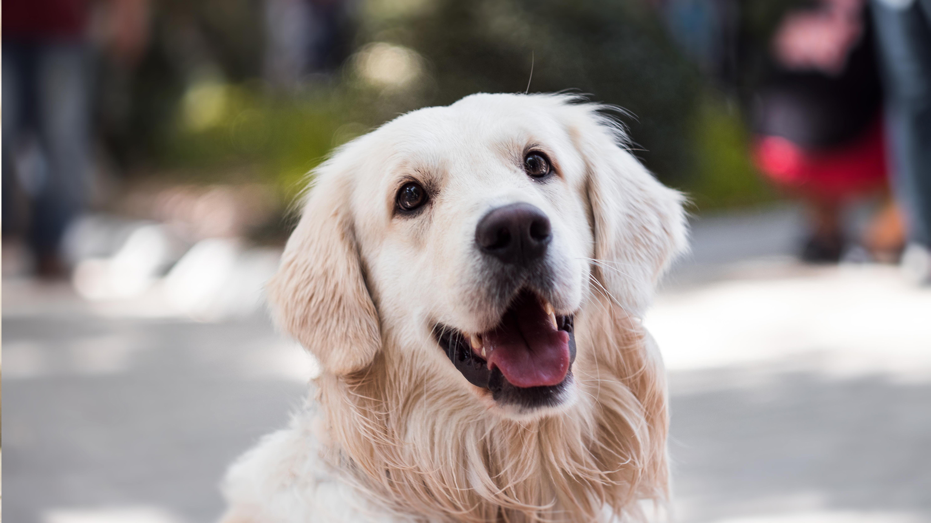 Köpekler Günlük Olarak Ne Kadar Su İçmeli